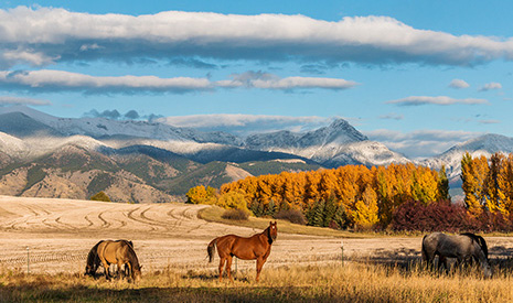 Horses Against Bridgers